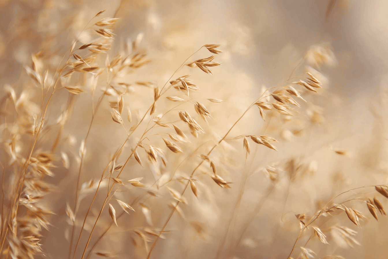 Herbes sauvages dorées en fin d'été, symbole de l'élément Terre en Qi Gong