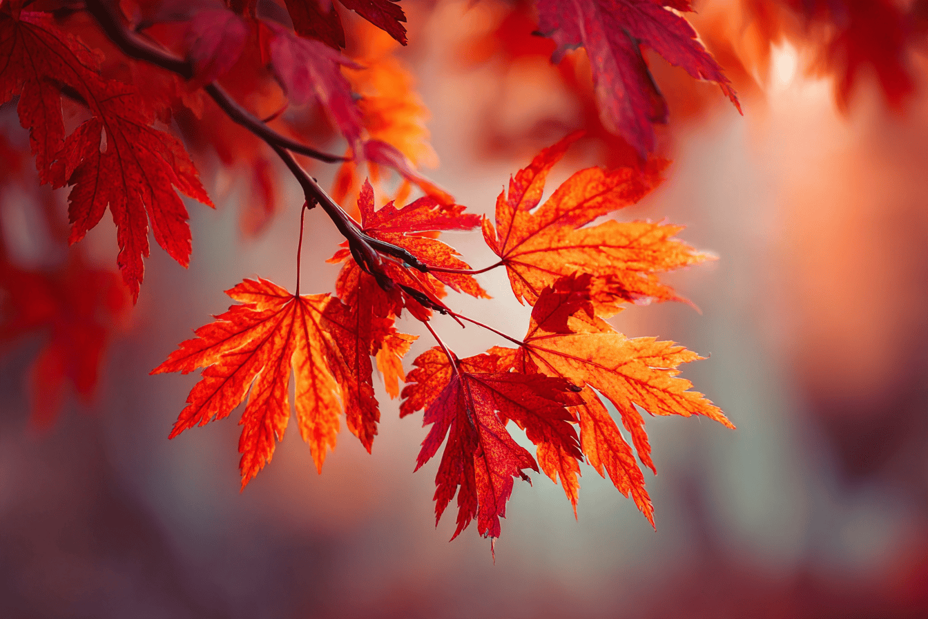 Feuilles d'automne rouges et orangées, symbole de l'élément Métal en Qi Gong