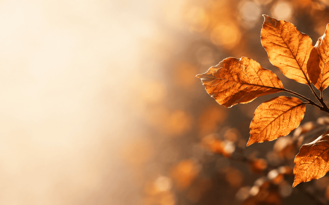 « En automne, le Qi Gong invite à ralentir, respirer plus amplement, nourrir le Poumon, laisser partir ce qui encombre. »